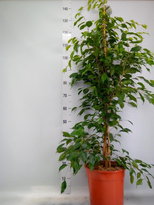 <h4>Ficus benja. 'Exotica'</h4>