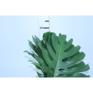 FOLH MONSTERA DELIC. 050 CM