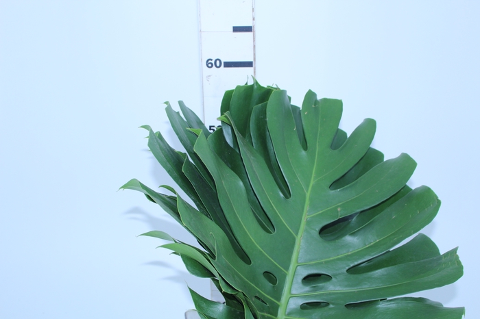 FOLH MONSTERA DELIC. 050 CM