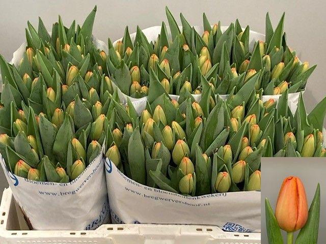 <h4>TU EN TIME OUT</h4>