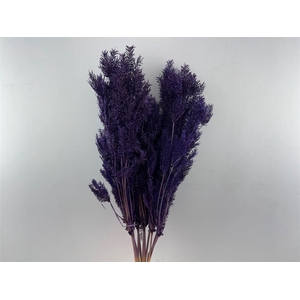 Dried Umbr. Plant Purple Bunch