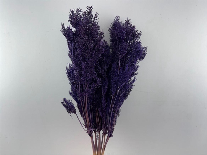 <h4>Dried Umbr. Plant Purple Bunch</h4>