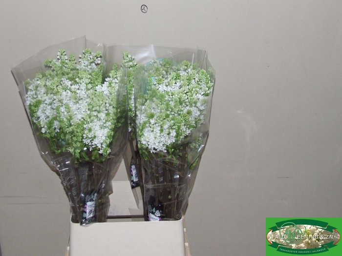 <h4>SYR V MME FL STEPMAN</h4>