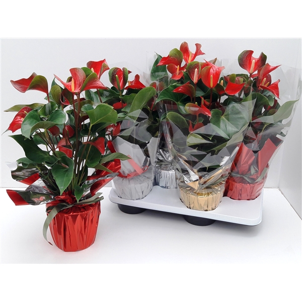 <h4>Anthu Dynamite Red Kerst Rondello MIX</h4>