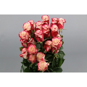 Rosa ec sweetnesse