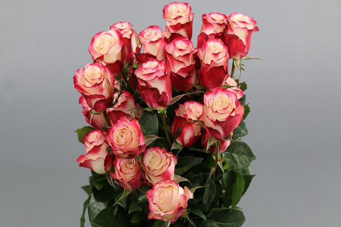 <h4>Rosa ec sweetnesse</h4>
