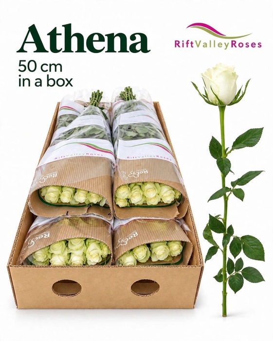 <h4>R GR ATHENA</h4>