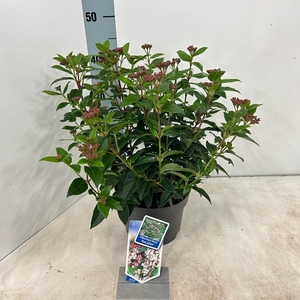 Viburnum tinus 'Eve Price' P19 (3ltr)