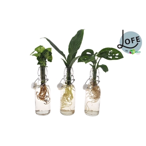 Planten  ..mix