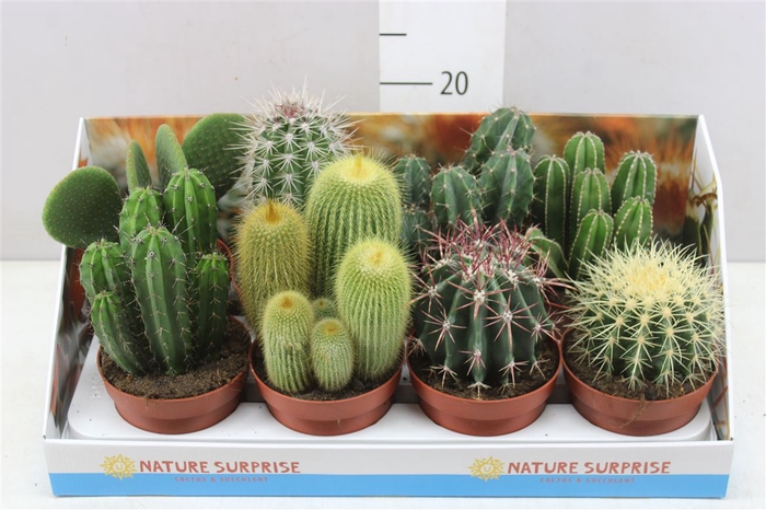 Cactus Gemengd Showdoos