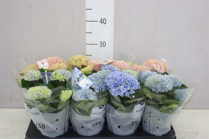 <h4>Hydrangea Magic Revolution Mix 3+</h4>