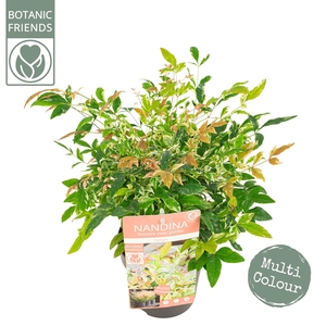 Nandina dom. 'Twilight'