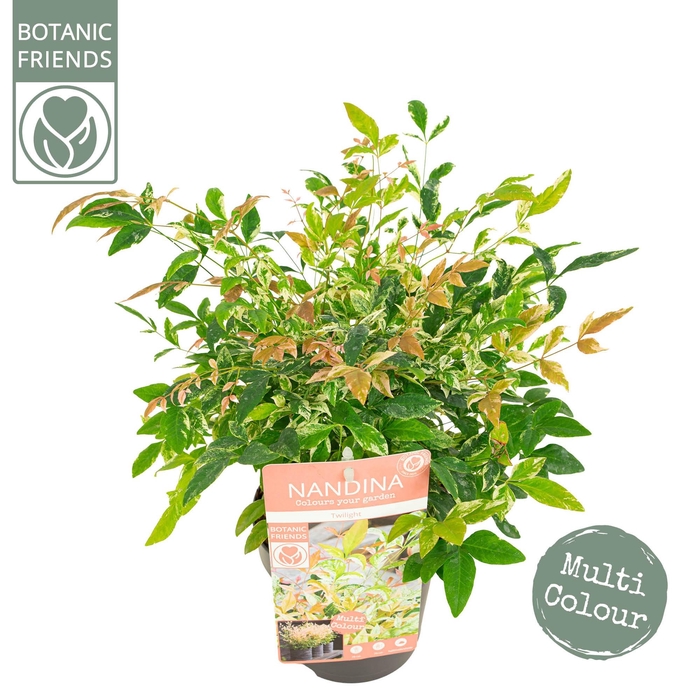 <h4>Nandina dom. 'Twilight'</h4>