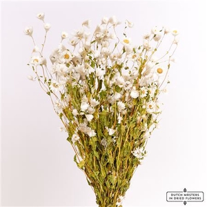 Dried Rodanthe White Bunch