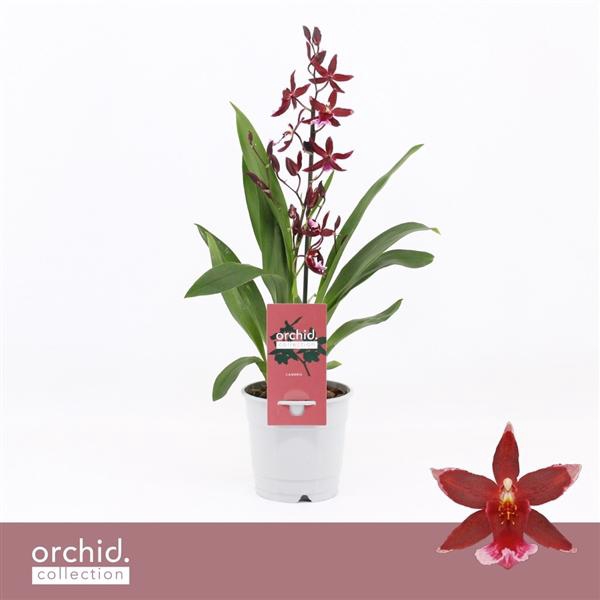 <h4>Barrocco Red, 1-spike 'Orchid Collection'</h4>