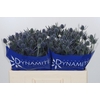 Eryngium Blue Dynamite
