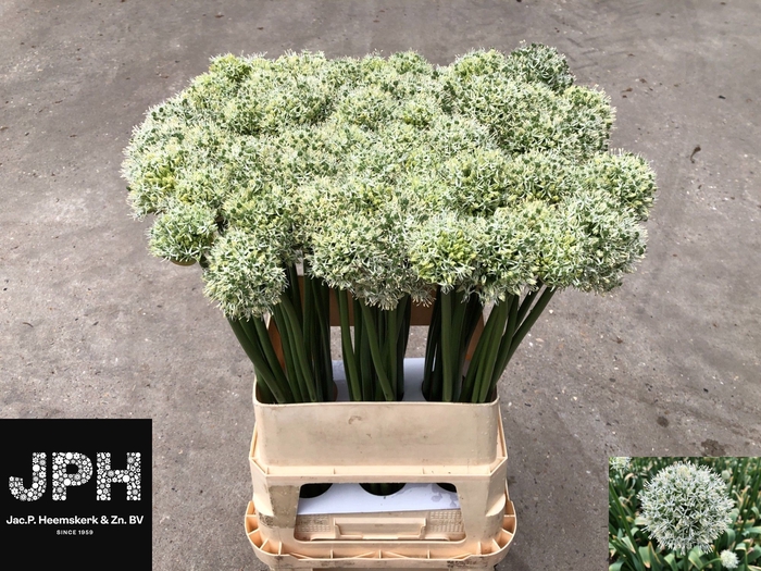 <h4>ALLIUM MONT BLANC</h4>