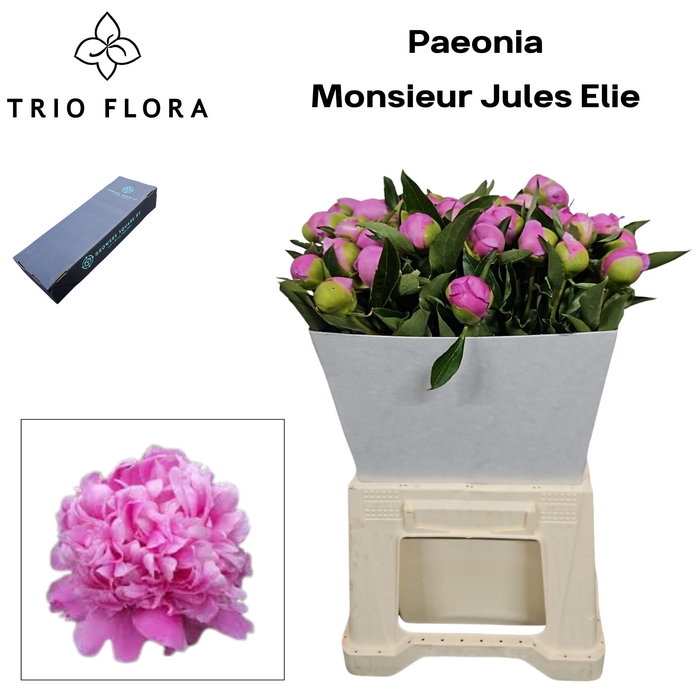 <h4>PAEO L MR JULES ELIE M Box</h4>