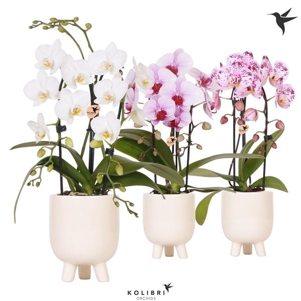 <h4>Phalaenopsis Elegant Cascade</h4>