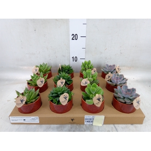 Succulents   ...mix 3