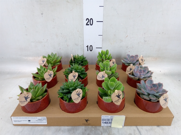<h4>Succulents   ...mix 3</h4>