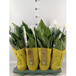 Spathiphyllum  'Sweet Ricardo'