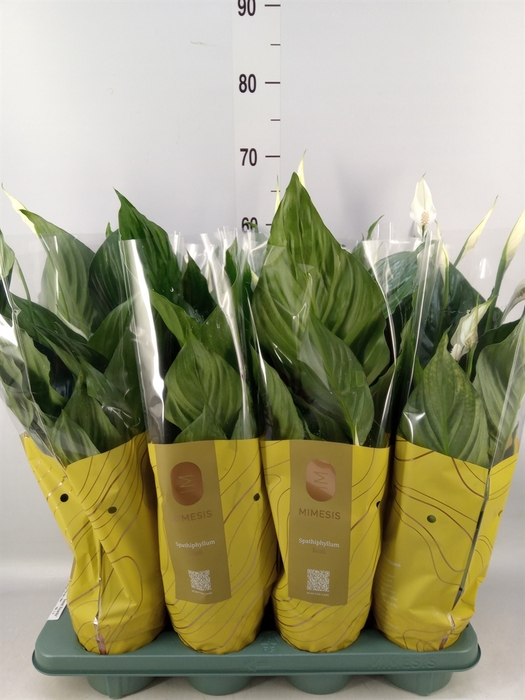 <h4>Spathiphyllum  'Sweet Ricardo'</h4>
