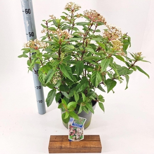 Viburnum tinus Eve Price