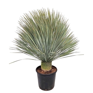 Yucca rostrata