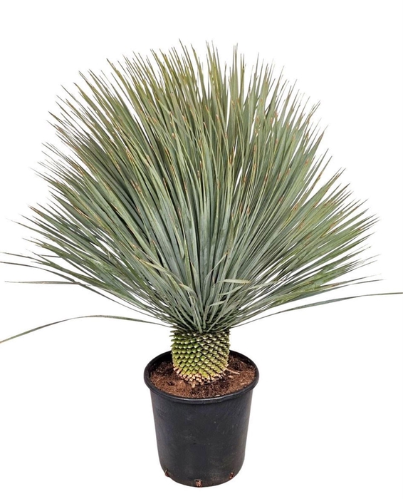 <h4>Yucca Rostrata</h4>