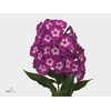 Phlox P Laura