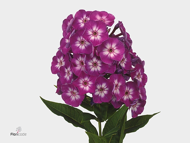 Phlox P Laura