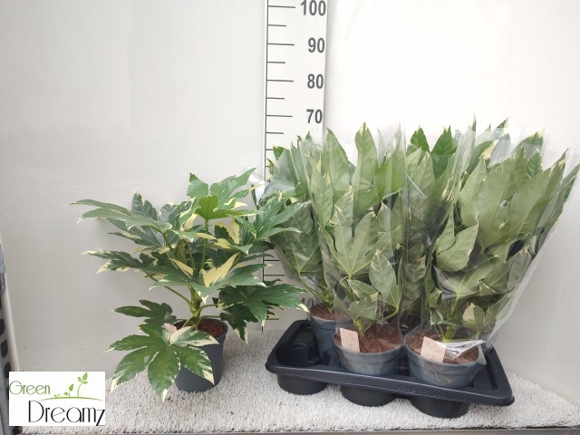 <h4>FATSIA VARIEGATA</h4>