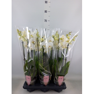 Phalaenopsis  'Ant Inverness'