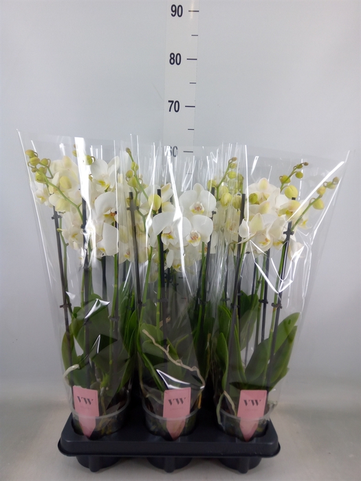 <h4>Phalaenopsis  'Ant Inverness'</h4>