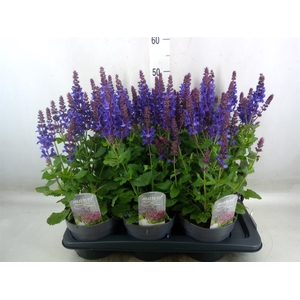 Salvia nemorosa