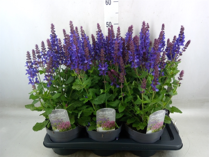 <h4>Salvia nemorosa</h4>