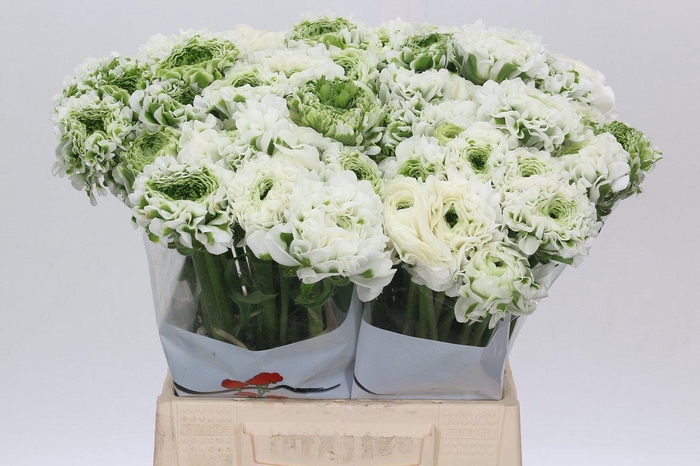 <h4>Ranunculus Pon Pon Igloo</h4>