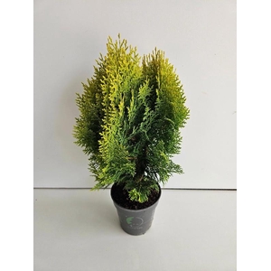 Platycladus Orientalis 'Aurea Nana'