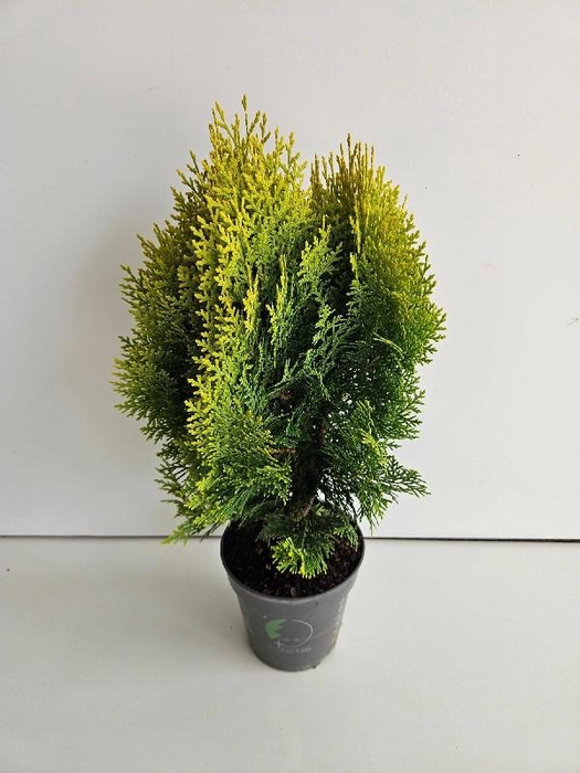 <h4>Platycladus Orientalis 'Aurea Nana'</h4>