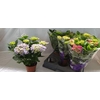 ** Hydr M Gem 5+ * Spring Deal *