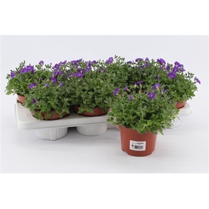 Aubrieta gracilis 'Kitte'