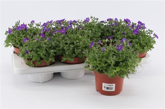 <h4>Aubrieta gracilis 'Kitte'</h4>