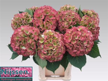 <h4>Hydr M Elbtal Cl</h4>