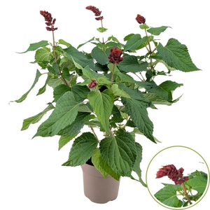 SALVIA  LAKE FLAMING