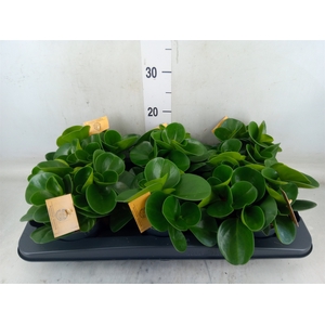 Peperomia obt. 'Green Gold'