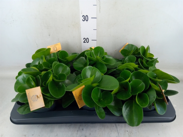 <h4>Peperomia obt. 'Green Gold'</h4>