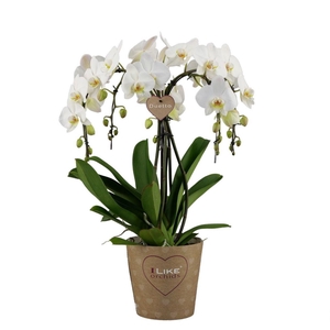 Duetto Ornamento Wit - 5 tak