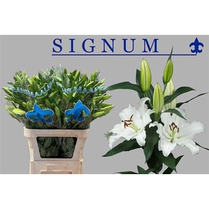 Li Or Signum