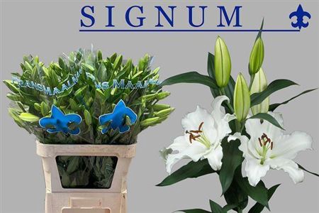<h4>Li Or Signum</h4>